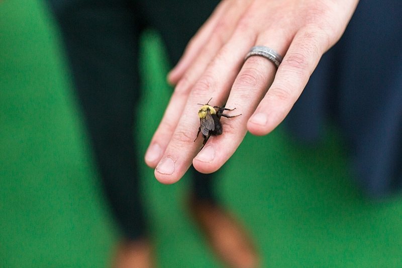 A close-up of a groom's hand with a bee resting on his newly-banded ring finger.