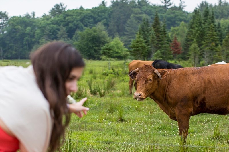 A wedding guest points to a cow as the cow stares back at her.