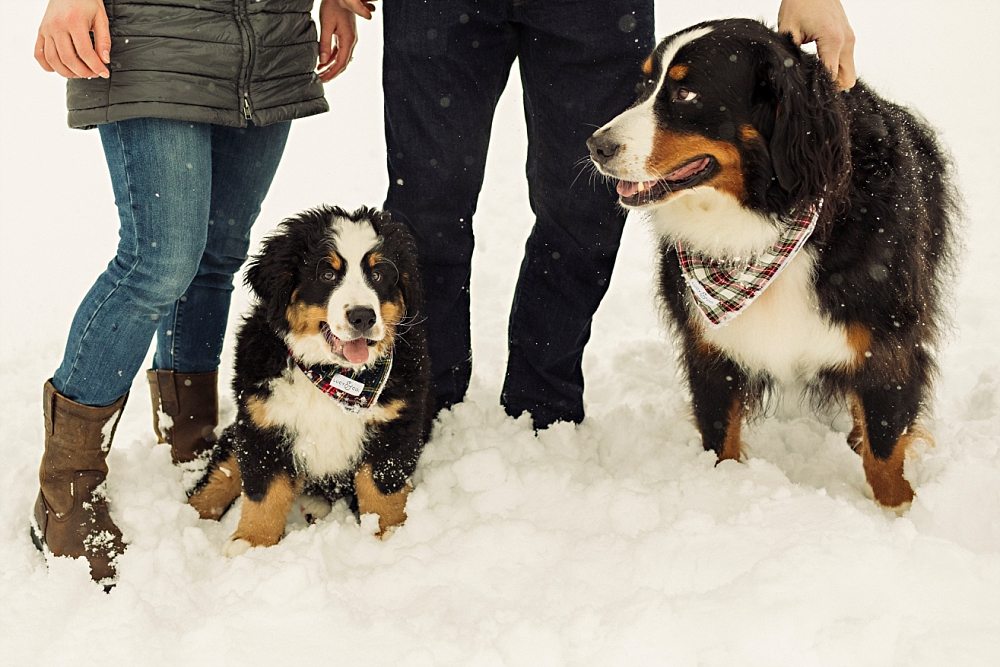Maine winter portraits with bernese mountain dogs