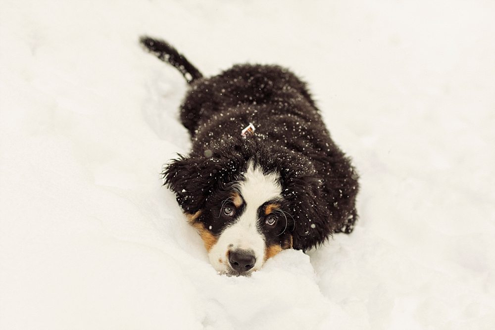 Maine winter portraits with bernese mountain dog puppy