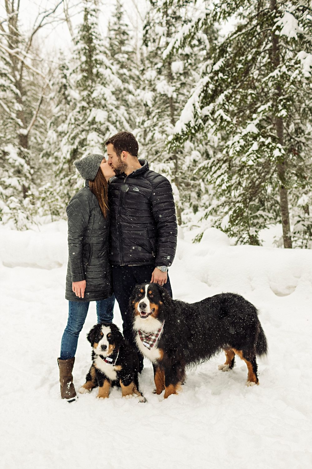Maine winter portraits with bernese mountain dogs