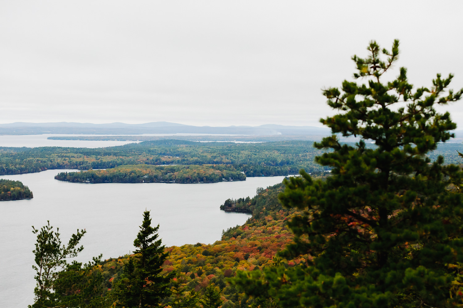 fall foliage in Acadia National Park