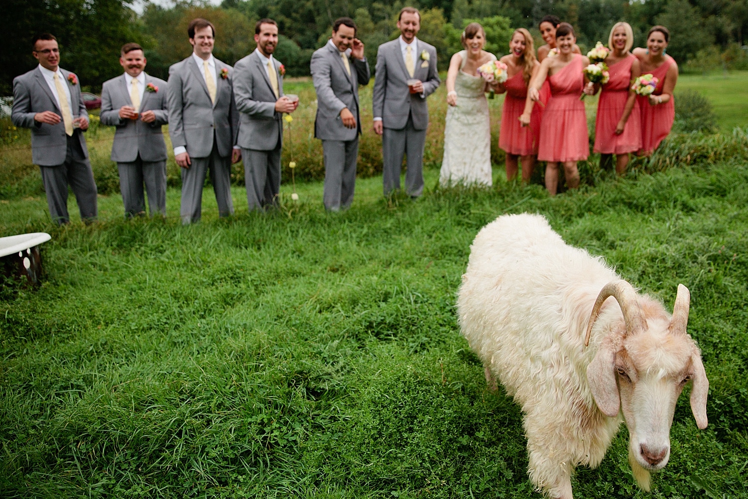 wedding party with a sheep at Maine farm wedding