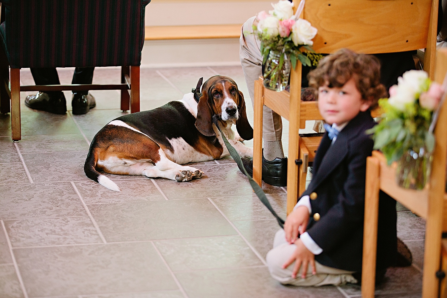Basset hound in wedding ceremony