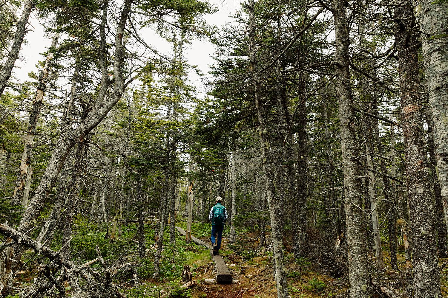 hiker on trail at Boot Head Preserve in Lubec, Maine