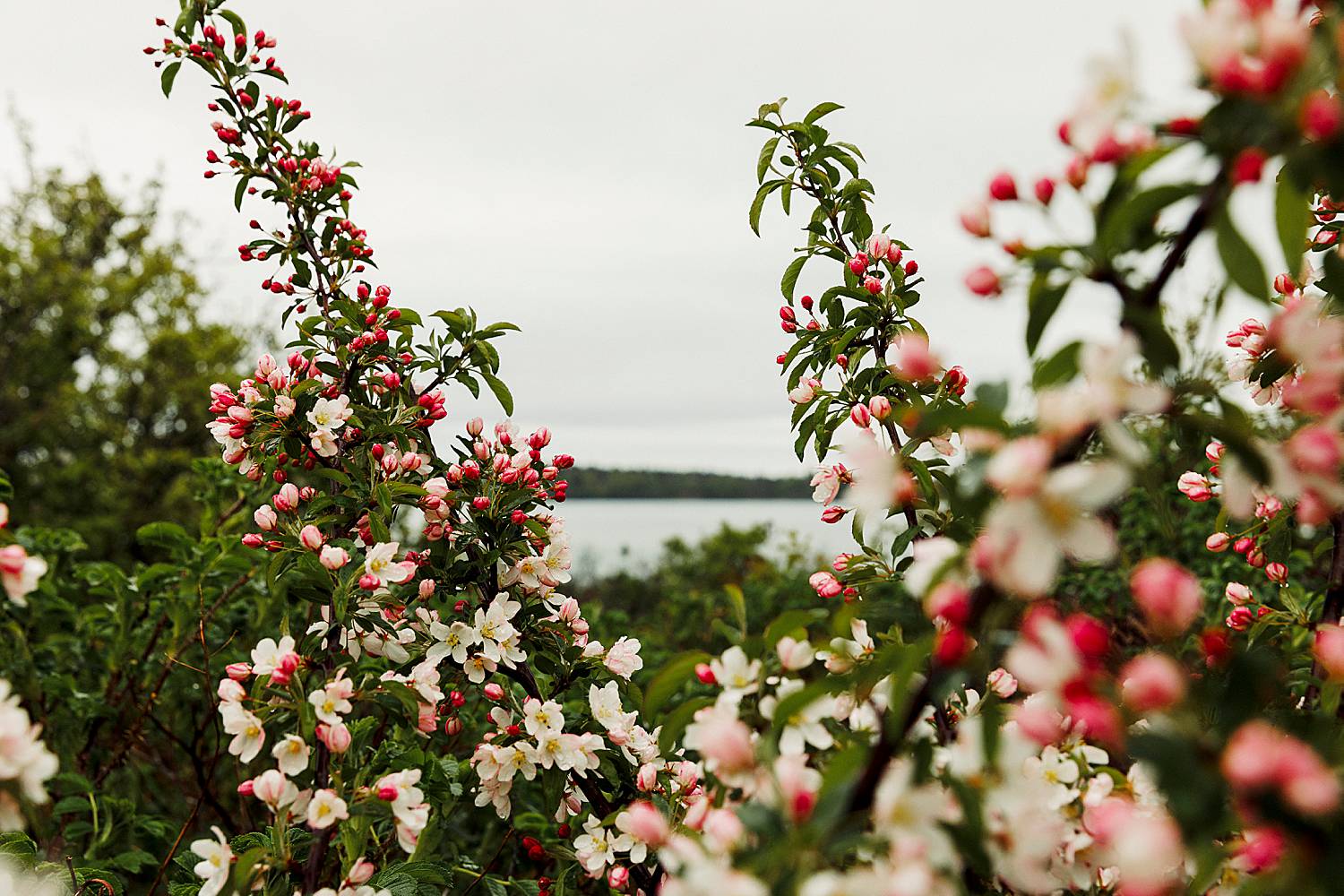 spring flowers in Lubec, Maine