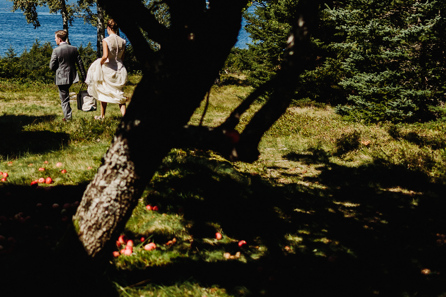 Bride and groom walking by apple trees on Sutton Island, Maine