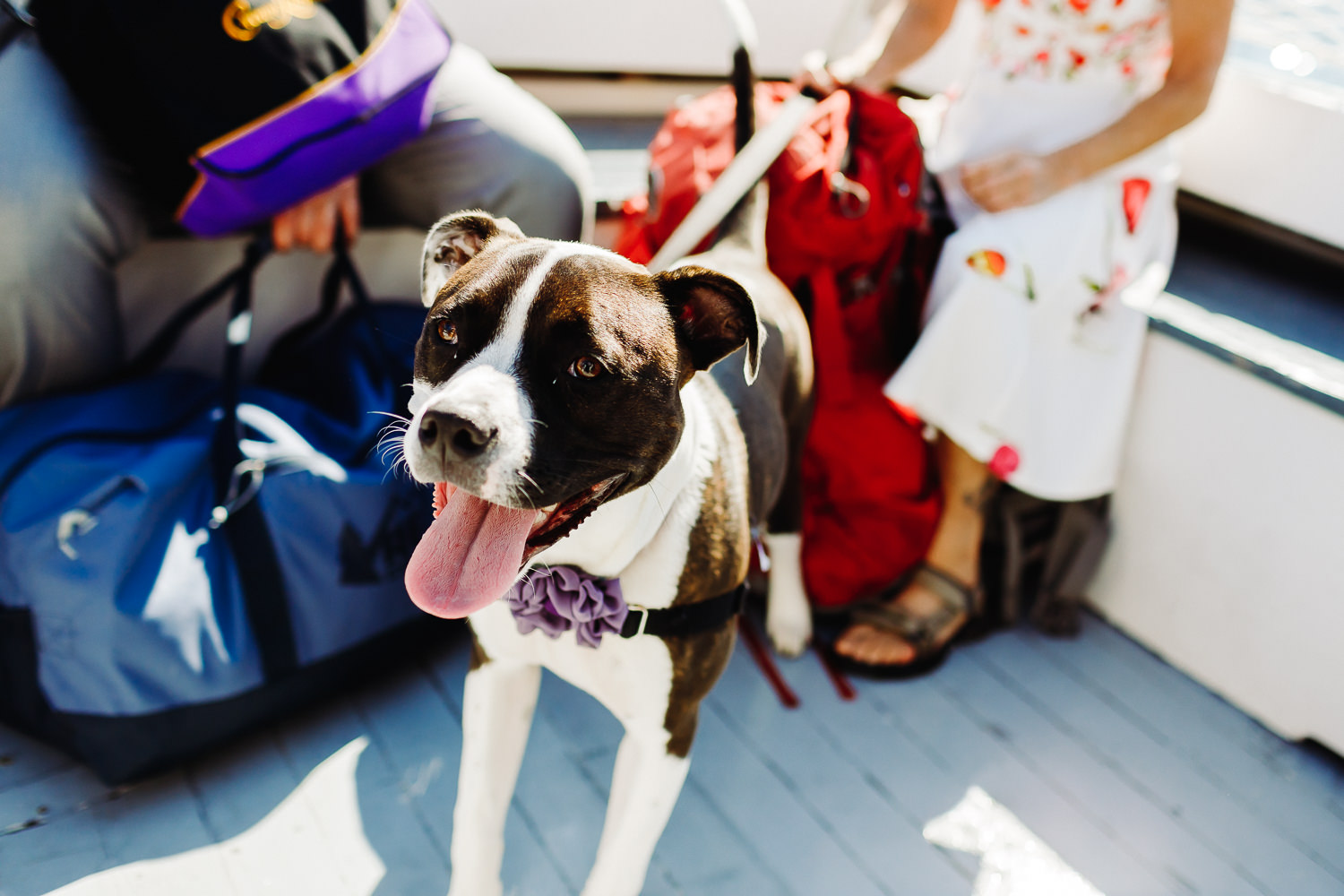 dog on boat to Bar Harbor wedding